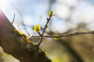 Grüne Knospen eines Baumes in der Sonne, blauer Himmel und unscharfe Äste im Hintergrund, März, astronomischer Frühling Grüne Knospen eines Baumes in der Sonne, blauer Himmel und unscharfe Äste im Hintergrund, März, astronomischer Frühling